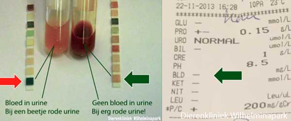 De urine van het konijn wordt onderzocht op bloed met een urinestick of met een urine analyser